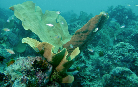  Ianthella basta (Paper Sponge, Scroll Sponge)